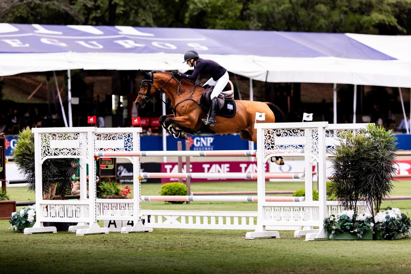 Horse of the Week Reveal: Kentucky and Monterrey