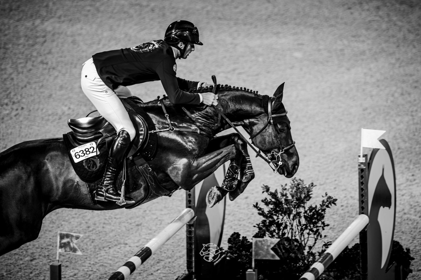 Top Rider Spotlight: Helios