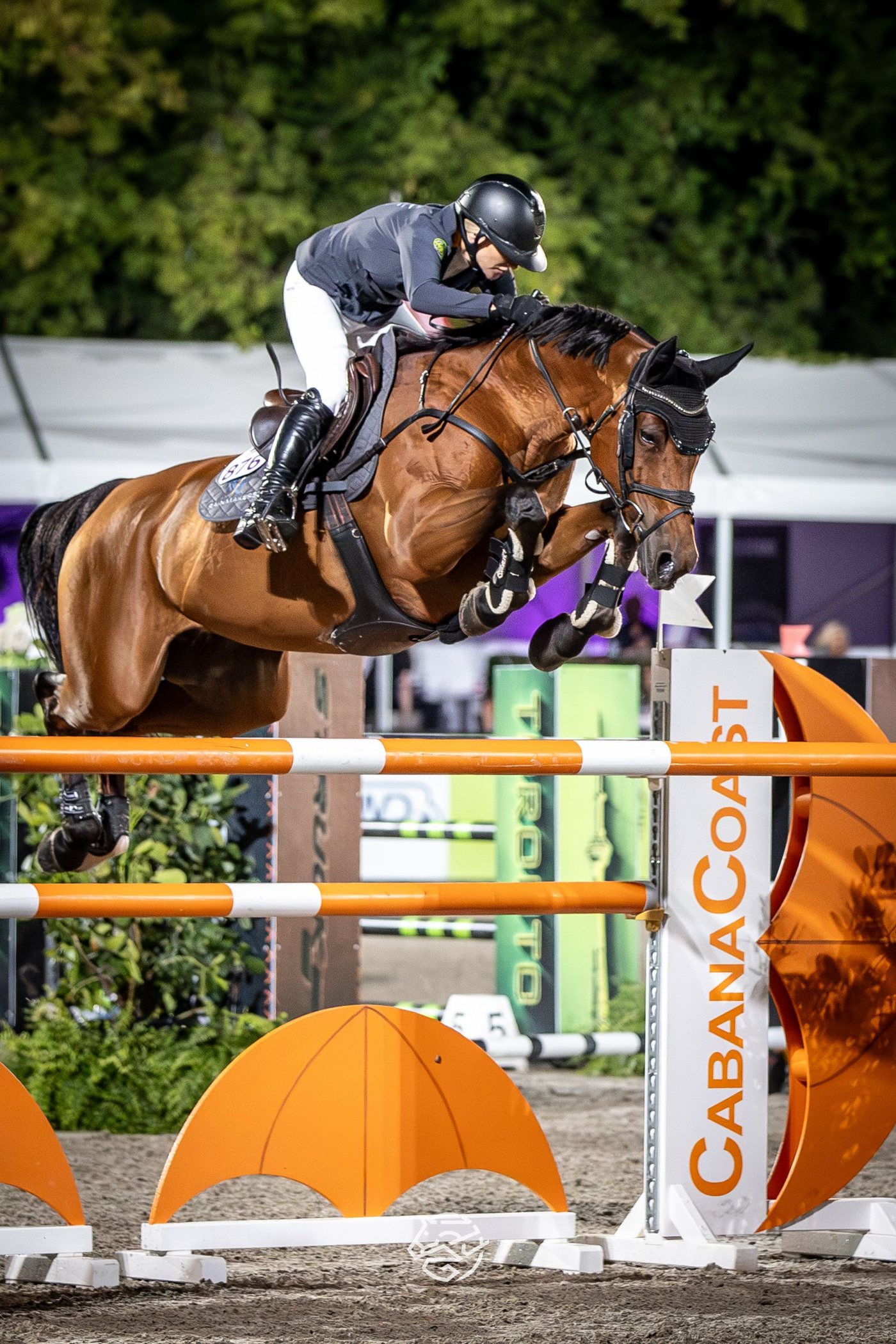 La Contessa Makes Her Mark: Toronto's Horse of the Week
