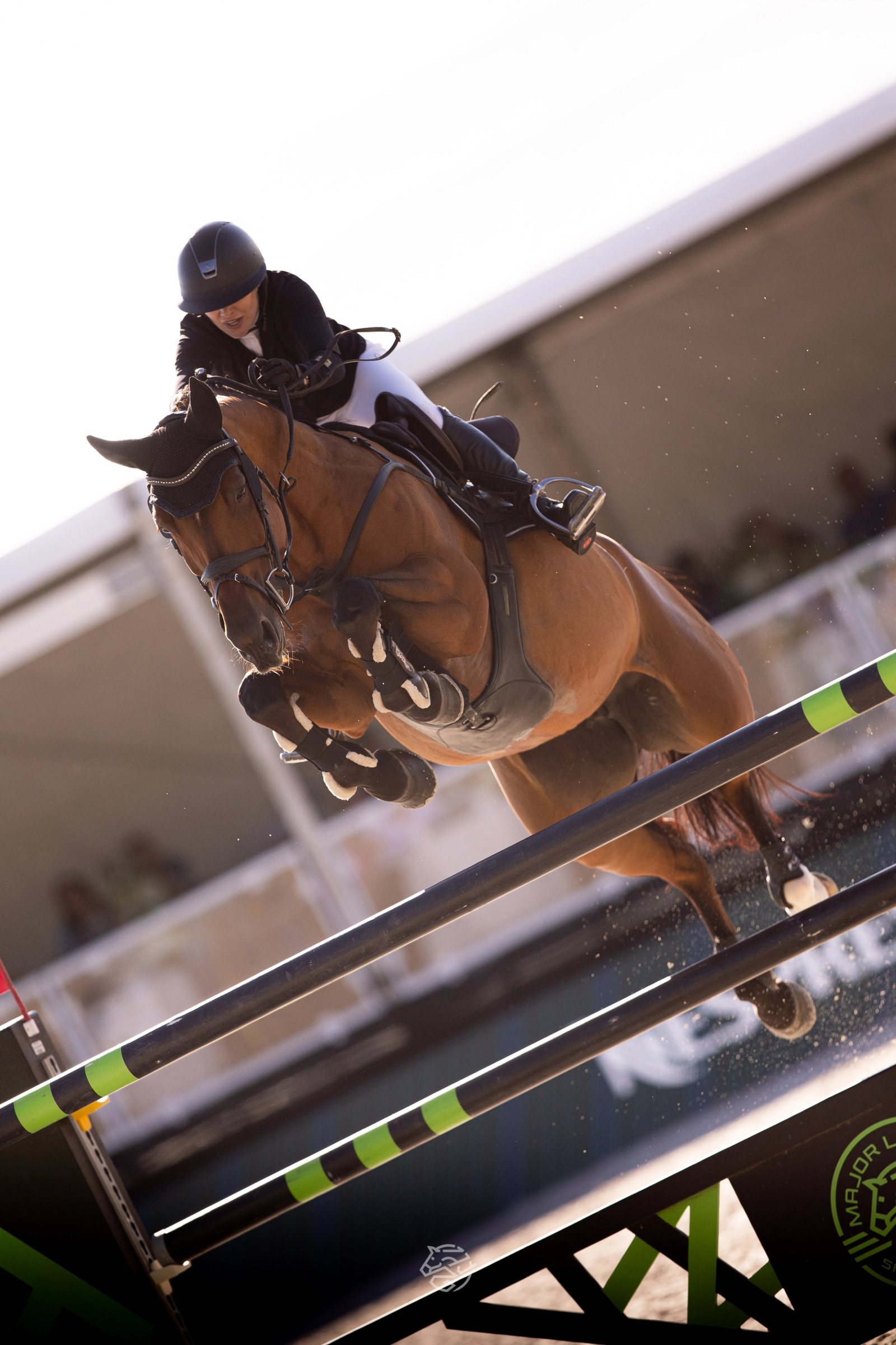 Horse of the Week: Honour the Greenwich Standout